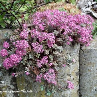 Sedum cyaneum 'Sachalin'