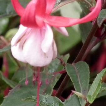 Fuchsia 'Madame Cornelissen'