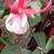 Fuchsia 'Madame Cornelissen'