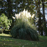 Cortaderia selloana - Pampasgras - Cortaderia selloana