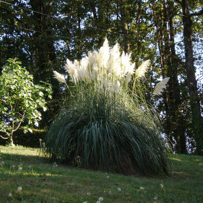 Cortaderia selloana - Pampasgras