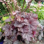 Heuchera LITTLE CUTIE 'Ginger Snap' - Purperklokje, miniatuur