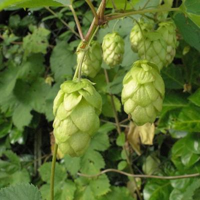 Hop - Humulus lupulus