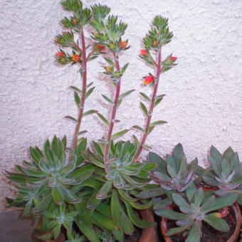 Echeveria harmsii