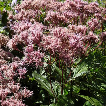 Eupatorium maculatum 'Purple Bush'