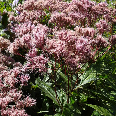 Koninginnenkruid, Leverkruid - Eupatorium maculatum 'Purple Bush'