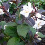 Weigela 'Ebony and Ivory' - Weigelia