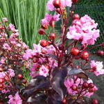 Lagerstroemia indica 'Rhapsody in Pink' - Indische sering - Lagerstroemia indica 'Rhapsody in Pink'