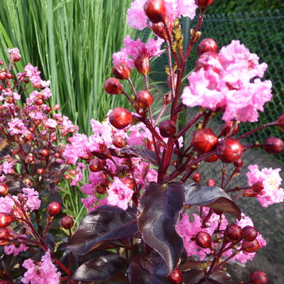 Indische sering - Lagerstroemia indica 'Rhapsody in Pink'