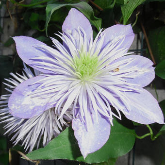 Clematis florida 'Crystal Fountain'