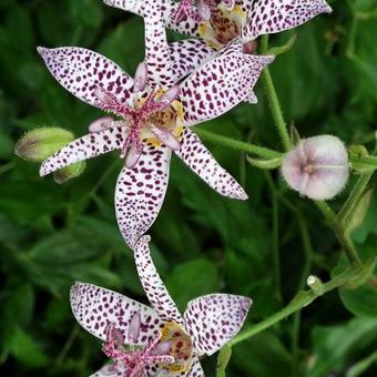 Tricyrtis formosana