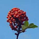 Pyracantha - Vuurdoorn