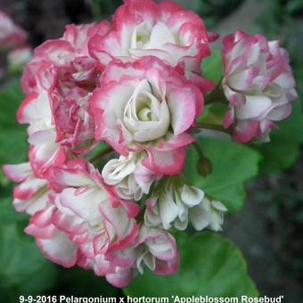 Pelargonium x hortorum 'Appleblossom Rosebud'