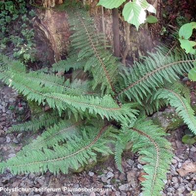 Zachte naaldvaren - Polystichum setiferum 'Plumoso-densum'