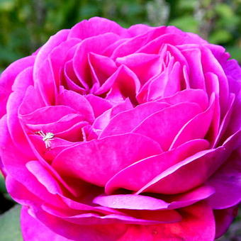 Rosa 'William Shakespeare 2000'