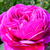 Rosa 'William Shakespeare 2000'