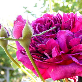 Rosa 'William Shakespeare 2000'