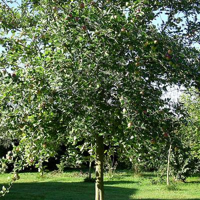 Sterappel, sterreinette of binnenrode - Malus domestica 'Sterappel'