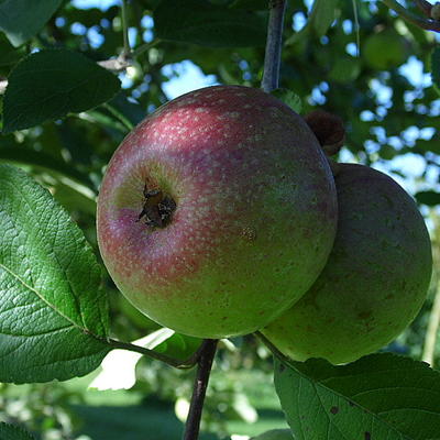 Malus domestica 'Sterappel' - Sterappel, sterreinette of binnenrode