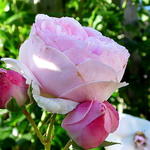 Rosa 'Heritage' - Roos