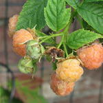 Rubus idaeus 'Golden Everest' - Gele framboos, Herfstframboos