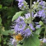 Caryopteris x clandonensis 'Heavenly Blue' - Blauwe spirea/Baardbloem