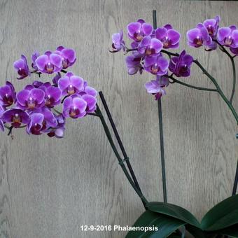 Phalaenopsis