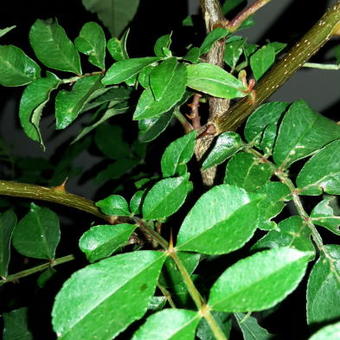 Zanthoxylum simulans