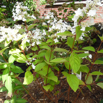 Hydrangea paniculata 'Pink Diamond'