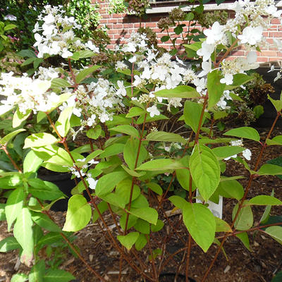 Pluimhortensia - Hydrangea paniculata 'Pink Diamond'