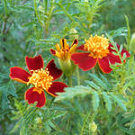 Tagetes tenuifolia 'Red Gem' - Sterafrikaantjes, Citrusafrikaantje