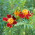 Tagetes tenuifolia 'Red Gem'