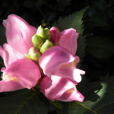 Schildpadbloem - Chelone obliqua