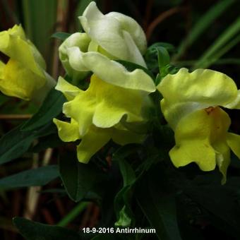 Antirrhinum