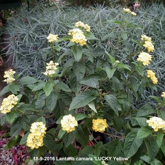 Lantana camara 'LUCKY Yellow'