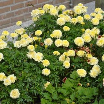 Tagetes erecta 'Vanilla'