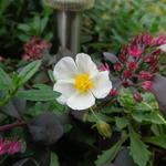 Helianthemum apenninum - Wit zonneroosje