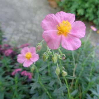 Helianthemum 'Rhodanthe Carneum'