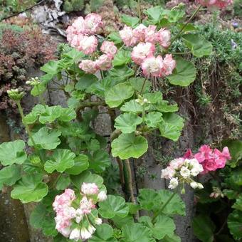 Pelargonium x hortorum 'Appleblossom Rosebud'