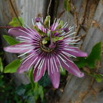 Passiflora x violacea 'Victoria' - Passiebloem