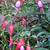 Fuchsia 'Saturnus'