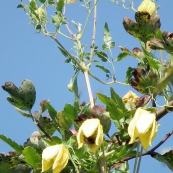 Clematis tangutica