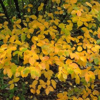 Amelanchier canadensis