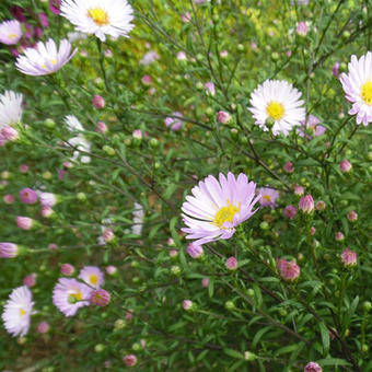 Aster 'Vasterival'