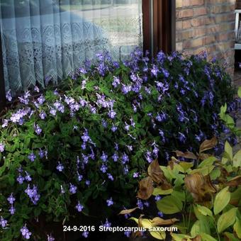 Streptocarpus saxorum