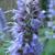 Agastache 'Blue Fortune'