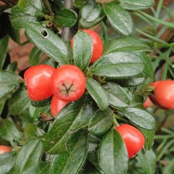 Cotoneaster  x suecicus 'Coral Beauty'