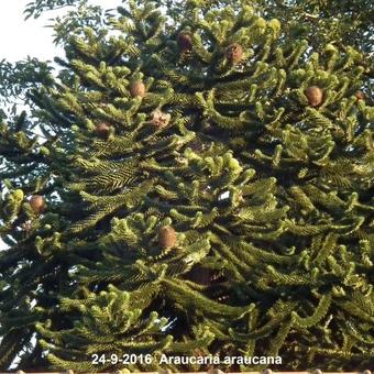 Araucaria araucana