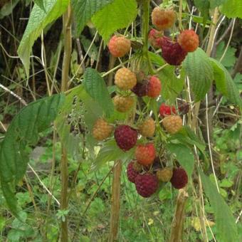 Rubus idaeus