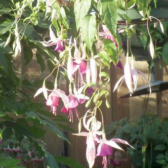 Fuchsia 'Windhapper'